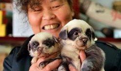 人与狗性交视频,伦理争议与法律边界