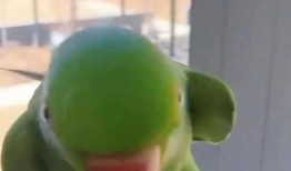 鹦鹉唱歌视频,人鸟共舞的和谐旋律