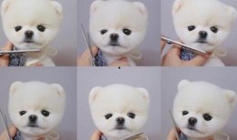 可爱小狗视频,小狗视频里的欢乐时光