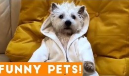 可爱小狗视频,小狗视频里的欢乐时光