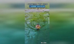 水多视频,揭秘水资源利用与保护的奥秘